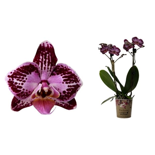 Phalaenopsis hybrida Multiflora Thailand