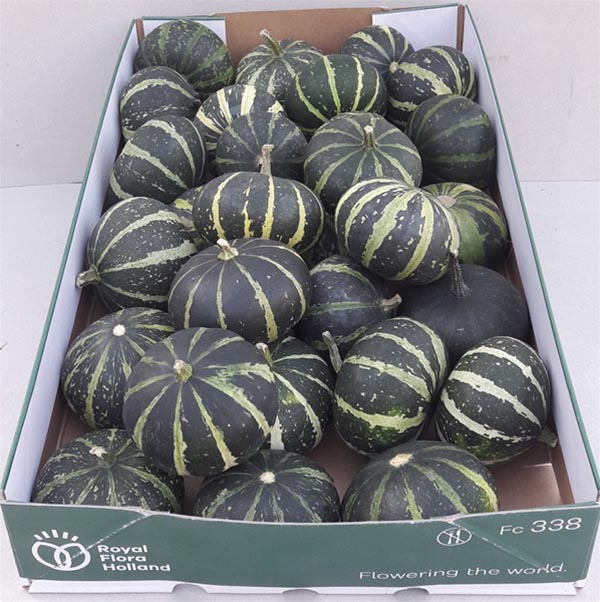 Cucurbita pepo Kürbis Flat Streep Plant