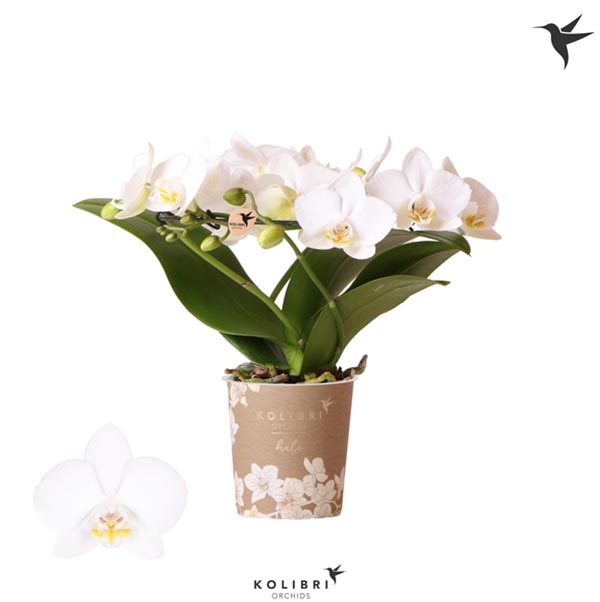 Phalaenopsis hybrida Halo Weiss