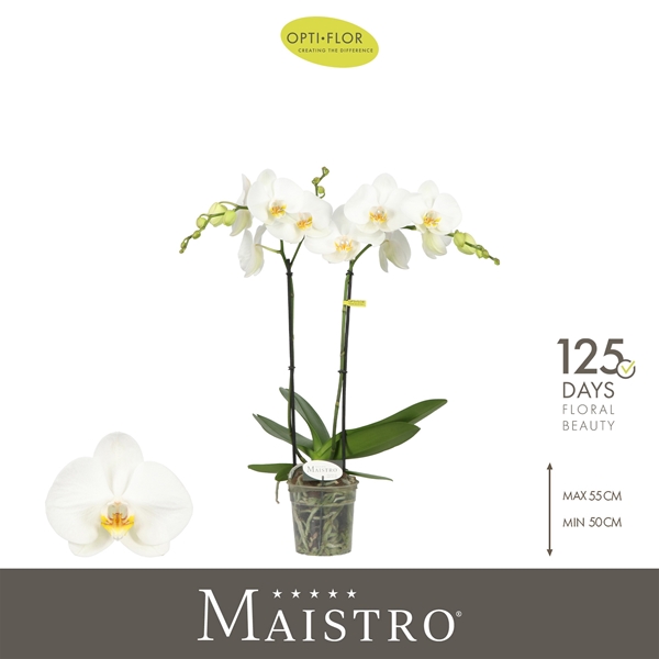 Phalaenopsis hybrida Maistro Bach