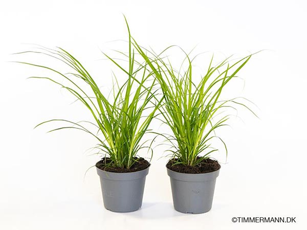 Carex brunnea SOPHIA