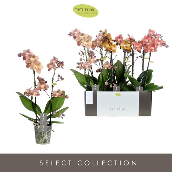 Phalaenopsis hybrida Multiflora Gold Mix