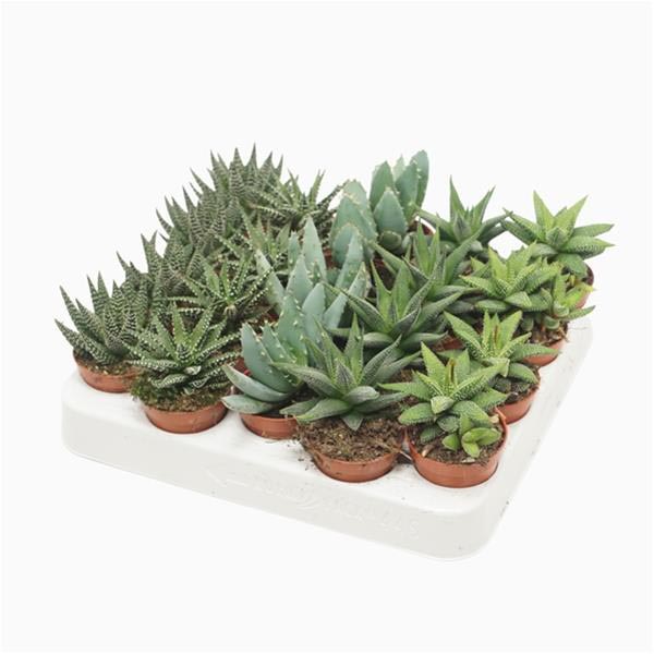 MIX-VE Aloe/Haworthia Mix