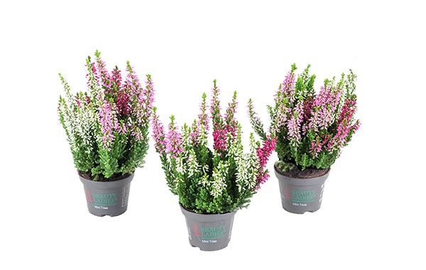 Calluna vulgaris Trios