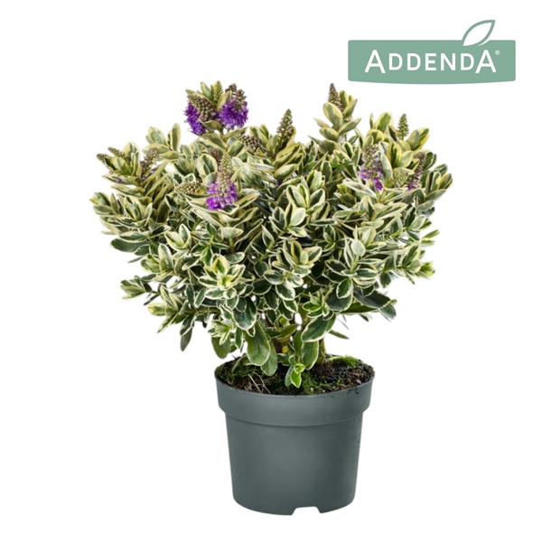 Hebe andersonii Veronica Katrina