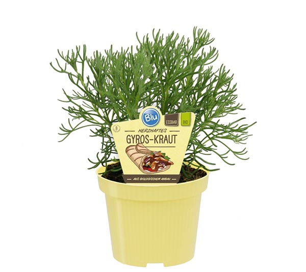 Artemisia caucasica Bio Gyros Kraut