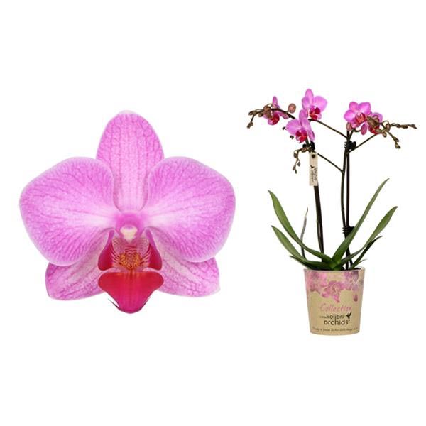 Phalaenopsis hybrida Multiflora Stuttgart