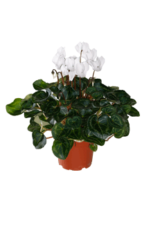 Cyclamen persicum Super Serie Weiss
