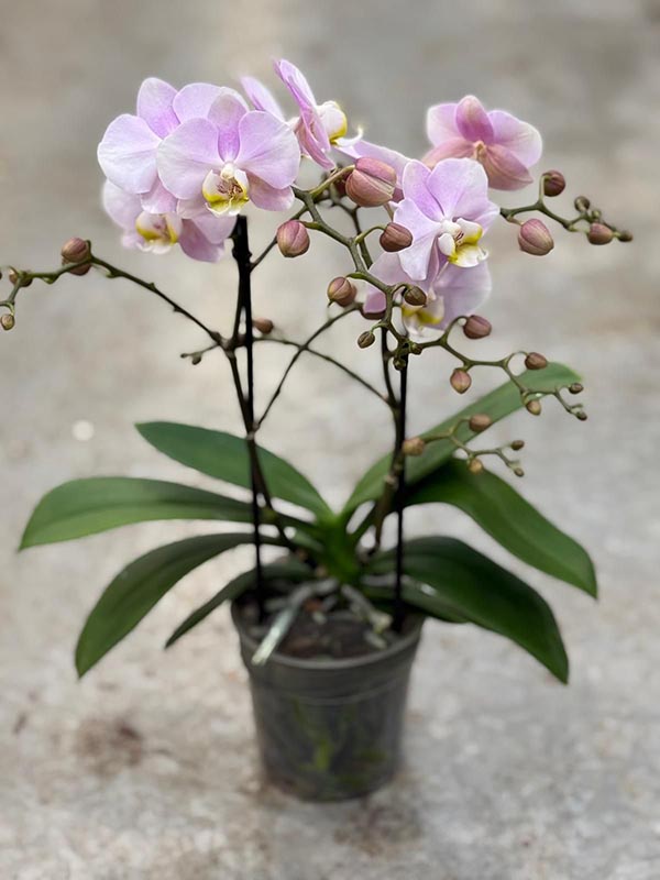 Phalaenopsis hybrida Multiflora Angel Eyes