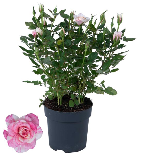 Rosa hybrida Victory Piia