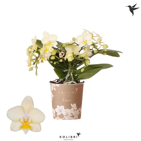 Phalaenopsis hybrida Multiflora Botanic Gelb