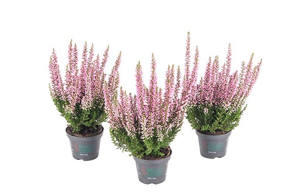 Calluna vulgaris rosa