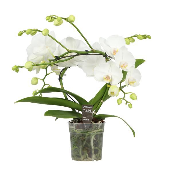Phalaenopsis hybrida Infinity White