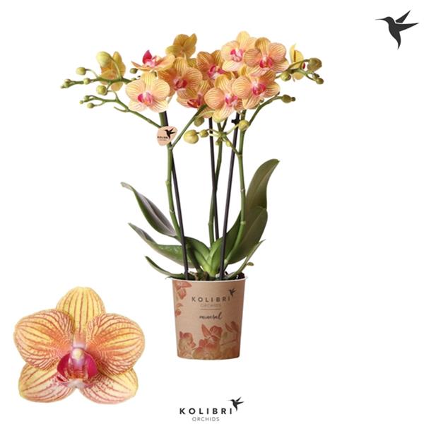 Phalaenopsis hybrida Multiflora Jamaica