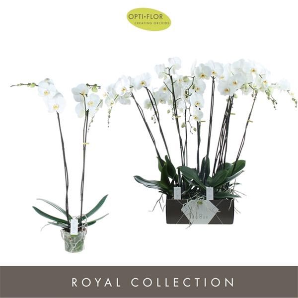 Phalaenopsis hybrida Bijoux Diamond