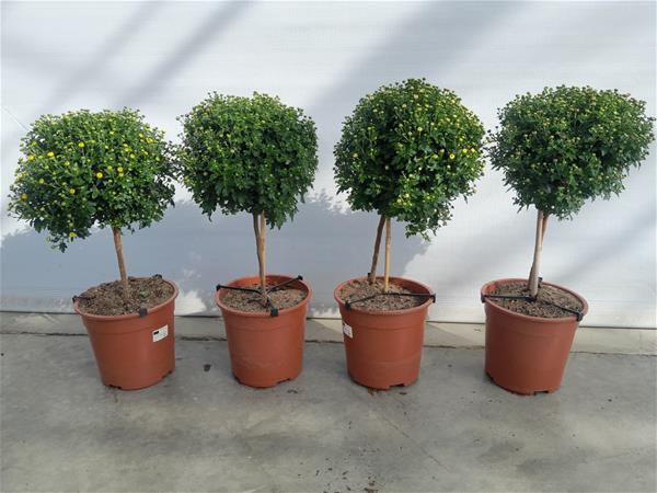 Chrysanthemum indicum