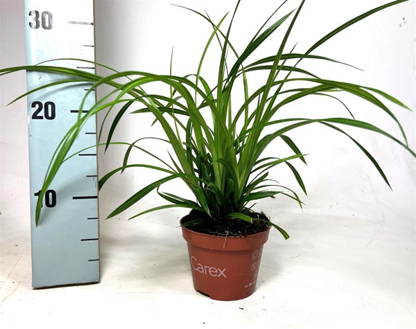 Carex morrowii Irish Green