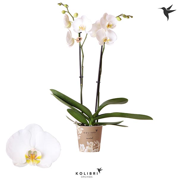 Phalaenopsis hybrida Nottingham