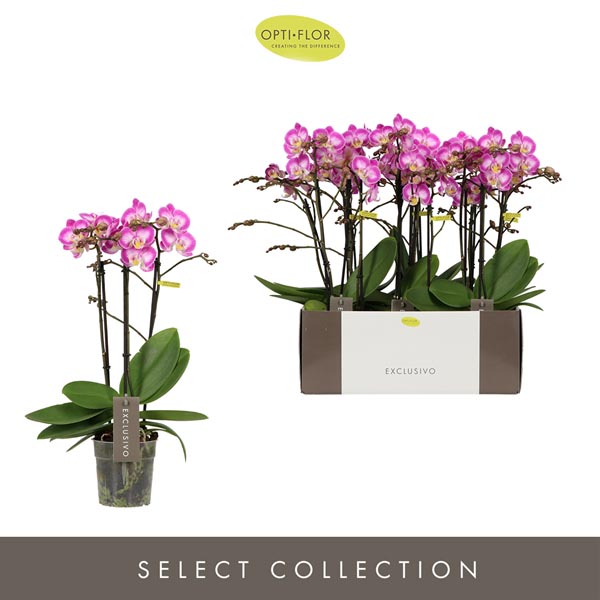 Phalaenopsis hybrida Multiflora Cupido