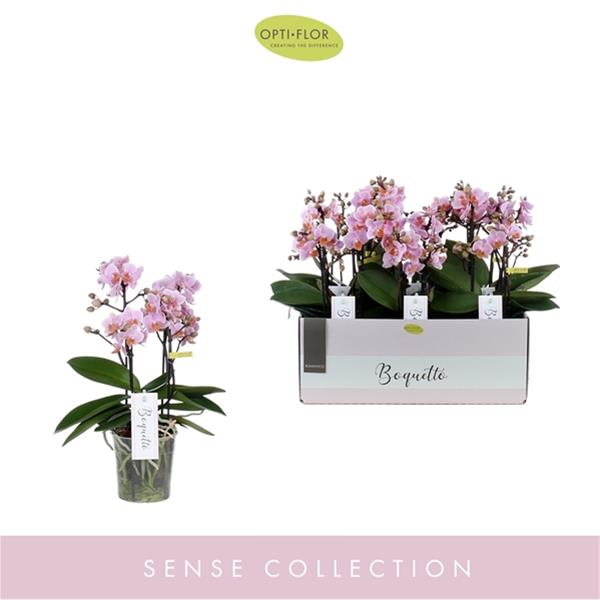 Phalaenopsis hybrida Boquetto Romantico