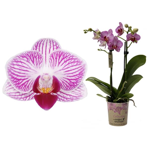 Phalaenopsis hybrida Multiflora Paraguay