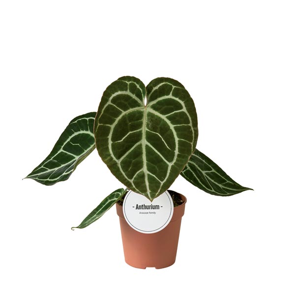 Anthurium chrystallinum