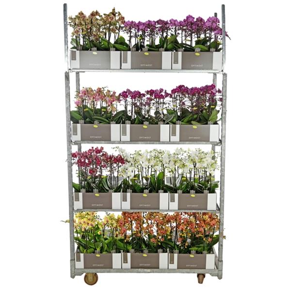 Phalaenopsis hybrida Multiflora Optimost Mix
