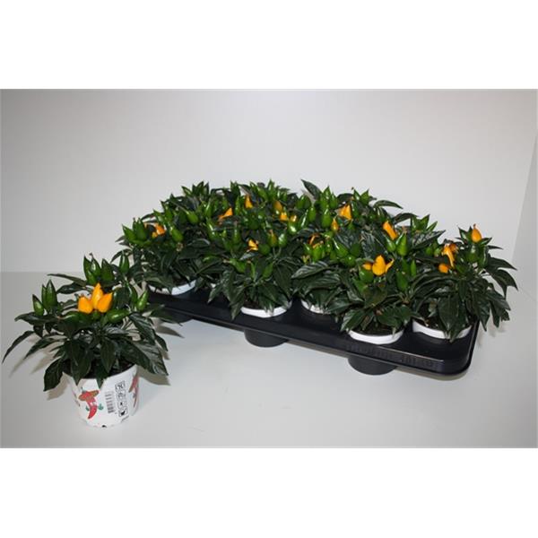 Capsicum annuum Favorit Gelb