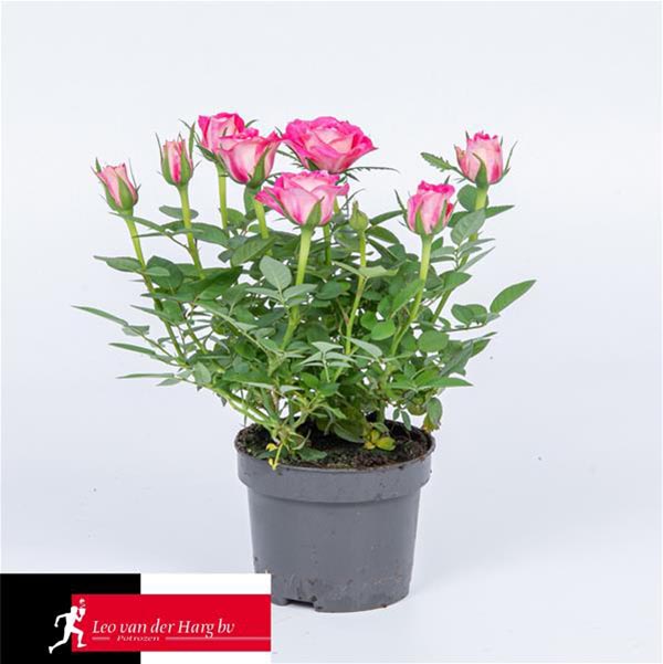 Rosa hybrida Fame