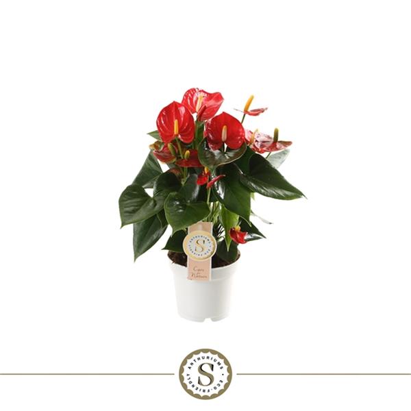 Anthurium andreanum Royal Rot Champion