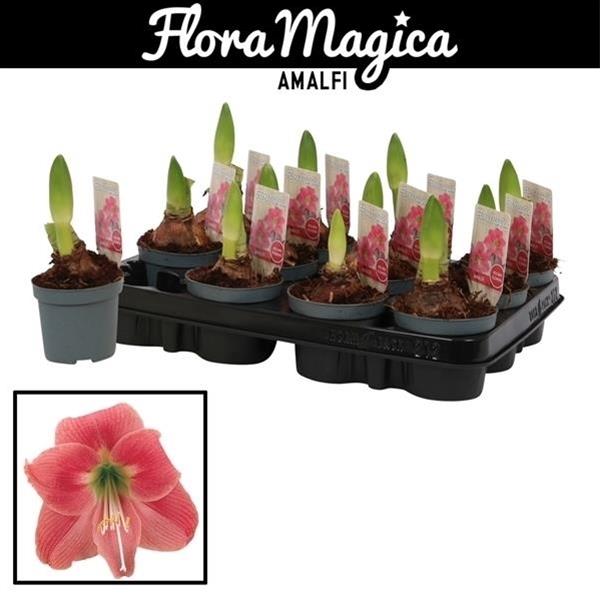 Amaryllis bella-donna Kolibri Amalfi