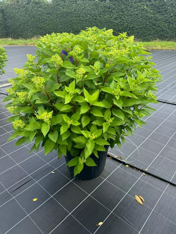 Hydrangea paniculata Bloody Marie