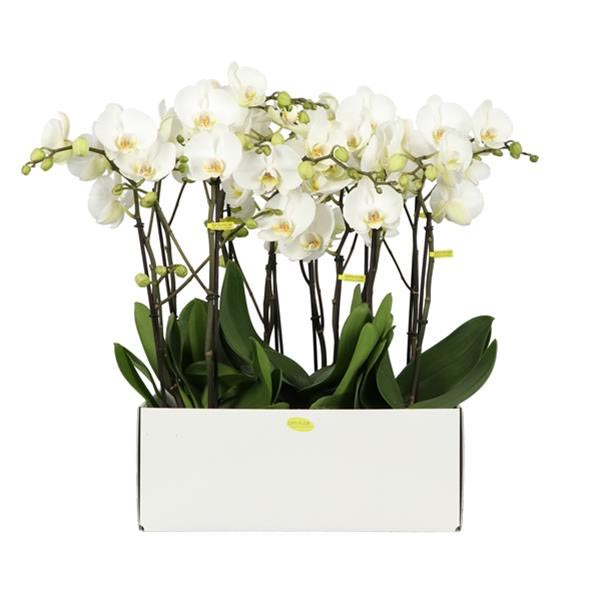 Phalaenopsis hybrida Big50