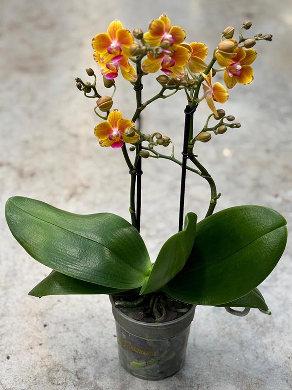 Phalaenopsis hybrida Multiflora Juno