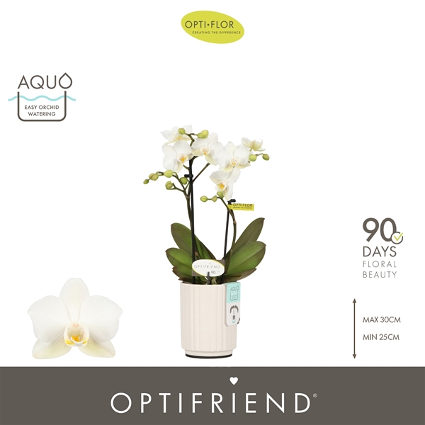 Phalaenopsis hybrida Sandra In Molise White Aquo