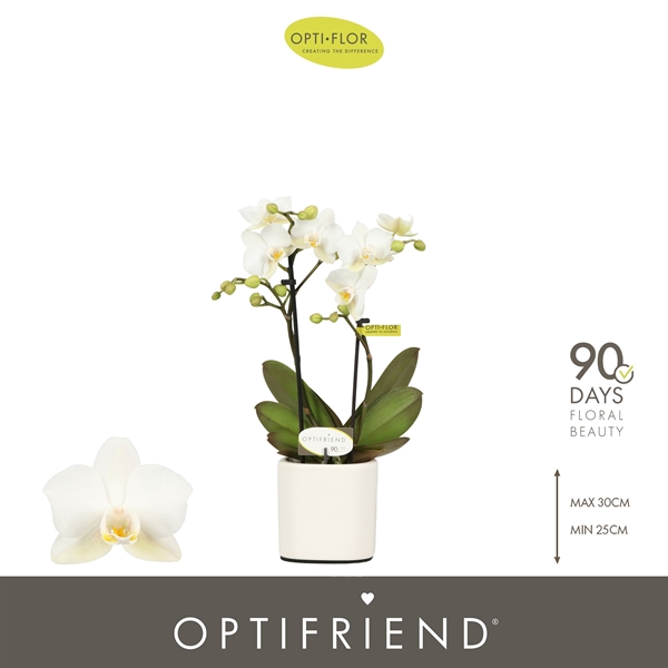 Phalaenopsis hybrida Sandra In Piemonte White