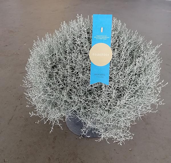 Calocephalus brownii