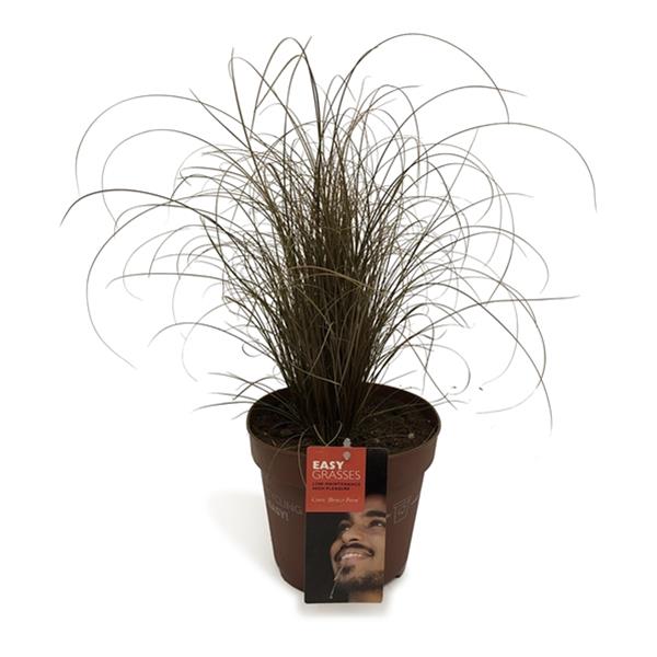 Carex comans Bronze Form