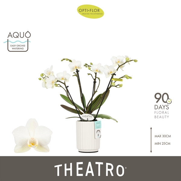Phalaenopsis hybrida Theatro Funk In Molise White Aquo