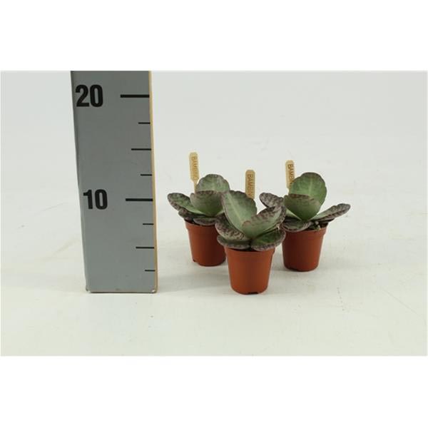 Kalanchoe hybrida Humilis