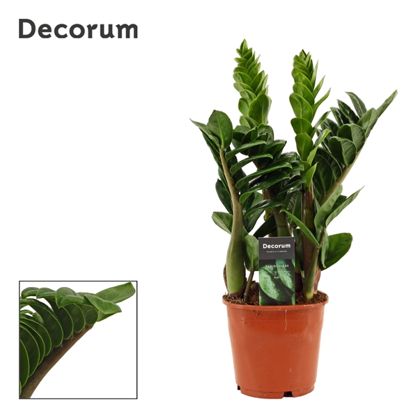 Zamioculcas zamiifolia Zenzi 4+