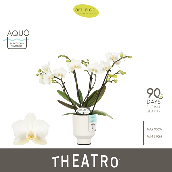 Phalaenopsis hybrida Theatro Funk In Emilia White Aquo