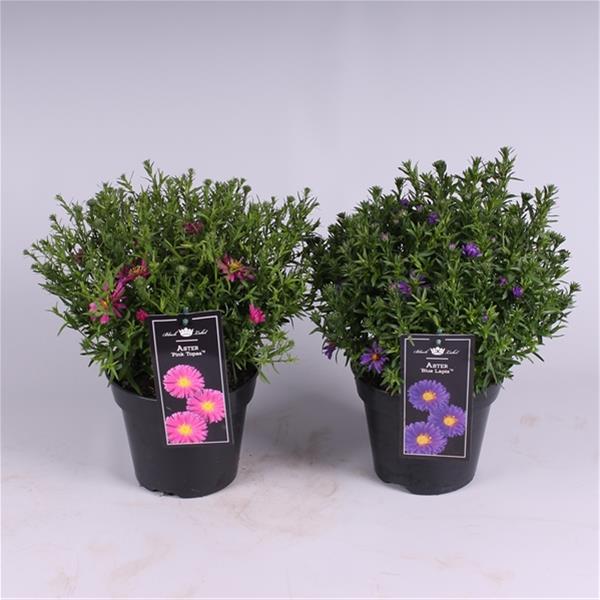 Aster dumosus Mix