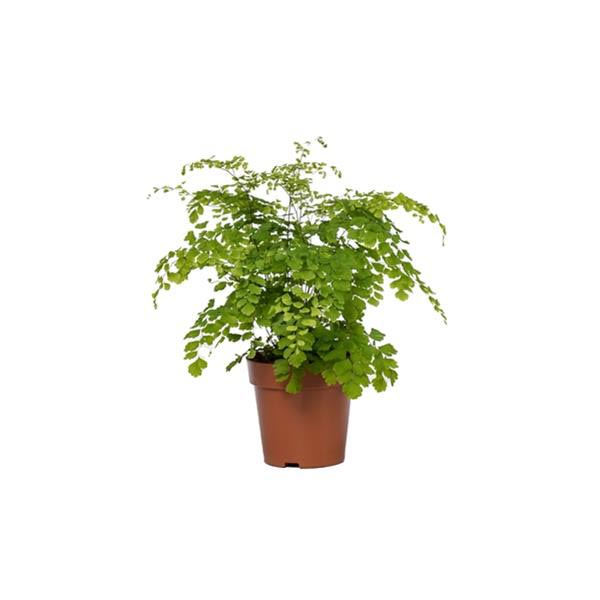 Adiantum fragrans