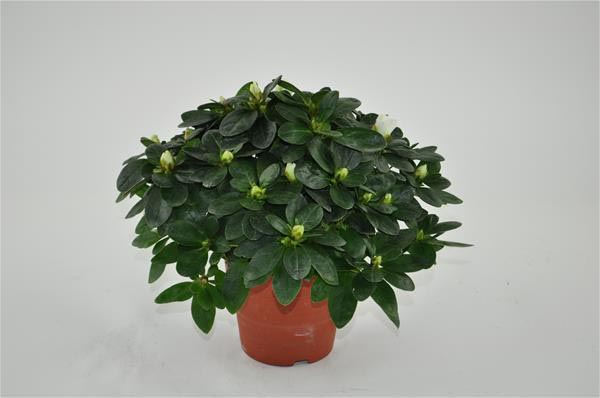 Azalea simsii Edmond Troch Weiss