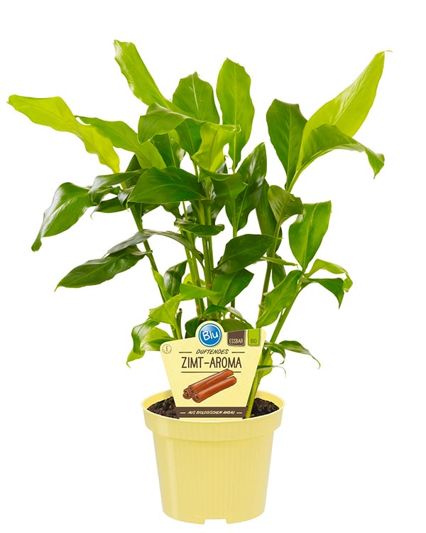 Elettaria cardamomum Bio-Zimt Aroma