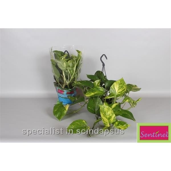 Epipremnum pinnatum