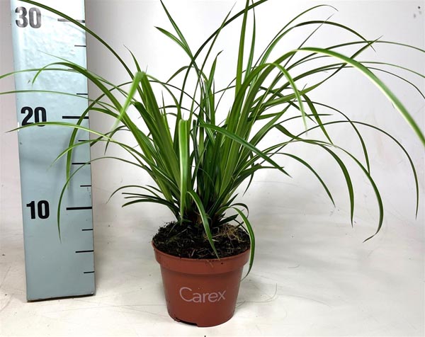 Carex morrowii Ice Dance