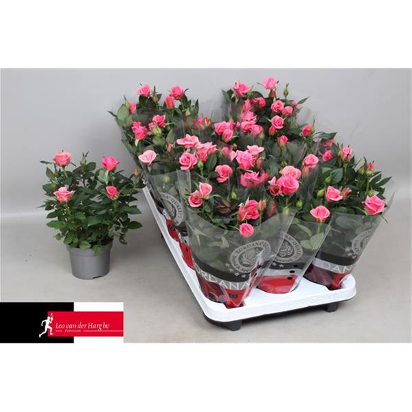 Rosa hybrida Grande Esmeralda