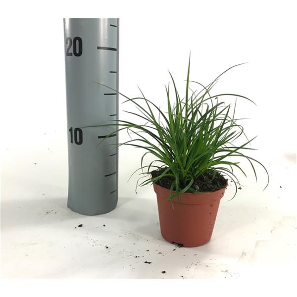 Carex brunnea